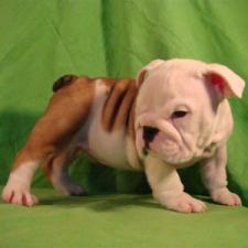 фото бульдога