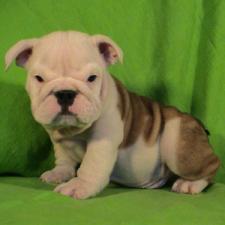 фото бульдога