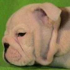 фото бульдога