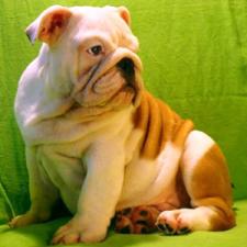 фото бульдога