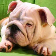 фото бульдога