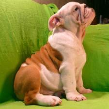 фото бульдога