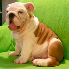фото бульдога