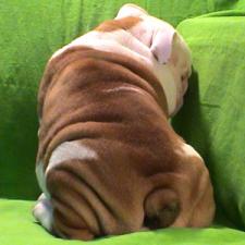 фото бульдога