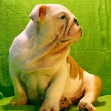 фото бульдога