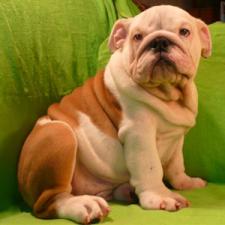 фото бульдога