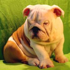 фото бульдога
