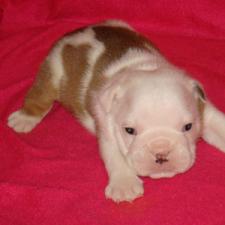 фото бульдога