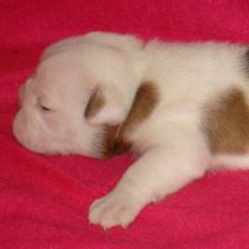 фото бульдога