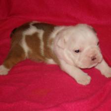 фото бульдога