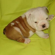 фото бульдога