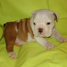 фото бульдога