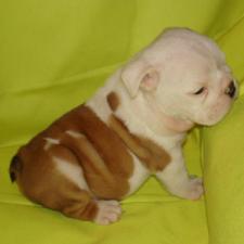 фото бульдога