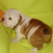 фото бульдога