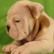 фото бульдога