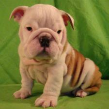 фото бульдога