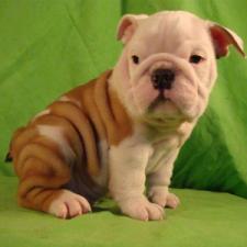 фото бульдога