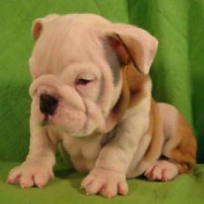 фото бульдога