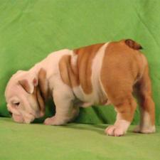 фото бульдога