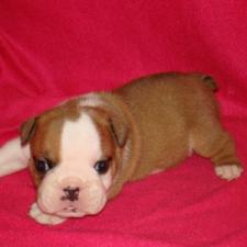 фото бульдога