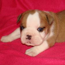 фото бульдога