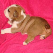 фото бульдога