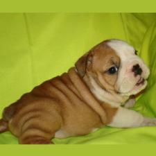 фото бульдога