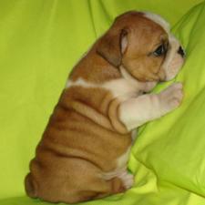 фото бульдога