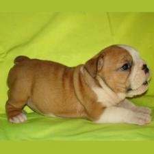 фото бульдога