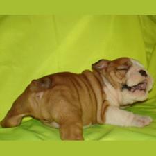 фото бульдога