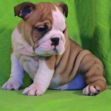 фото бульдога