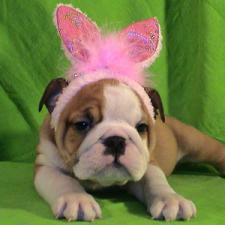 фото бульдога