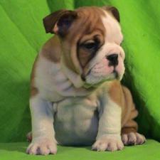 фото бульдога
