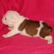 фото бульдога