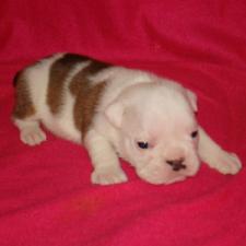 фото бульдога