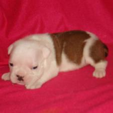 фото бульдога