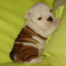 фото бульдога