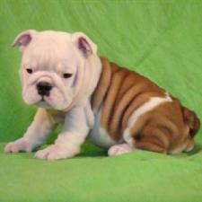 фото бульдога