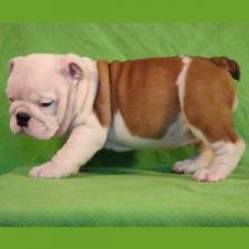 фото бульдога