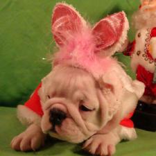 фото бульдога