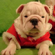 фото бульдога