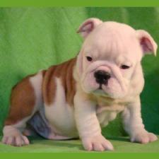 фото бульдога