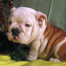 фото бульдога