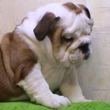 фото бульдога