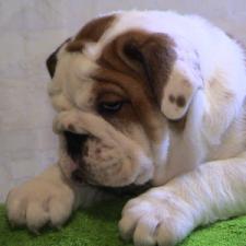 фото бульдога