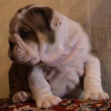 фото бульдога