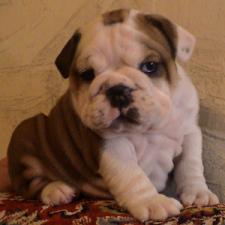 фото бульдога