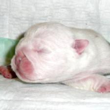 фото бульдога