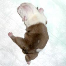 фото бульдога