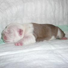 фото бульдога